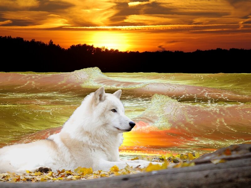 White Wolf Lying Down — Orange, Serene