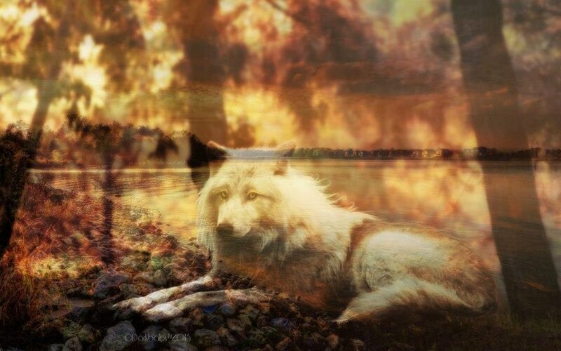 White Wolf Lying Down — Orange