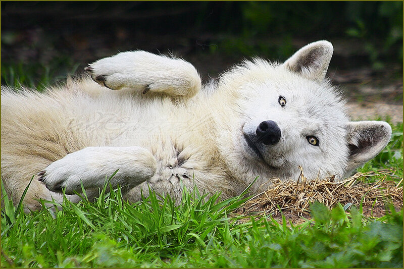 White Wolf Lying Down — Relaxed