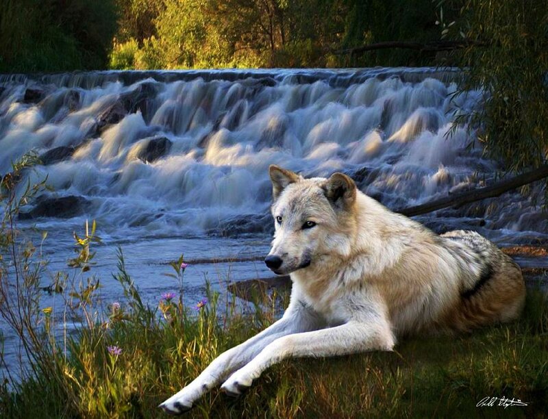 White Wolf Lying Down — Serene, Afternoon