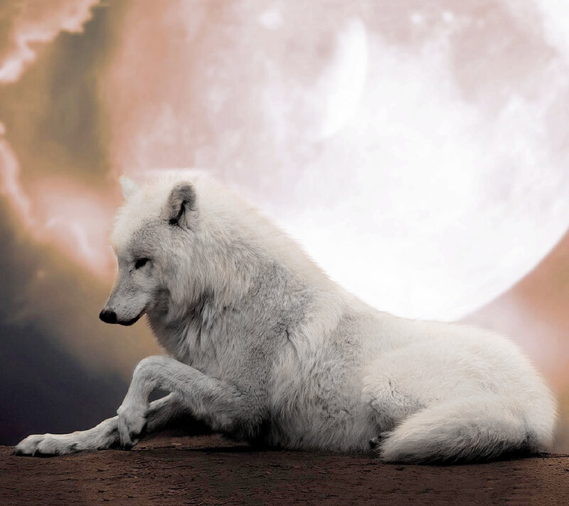 White Wolf Lying Down — Serene, Night