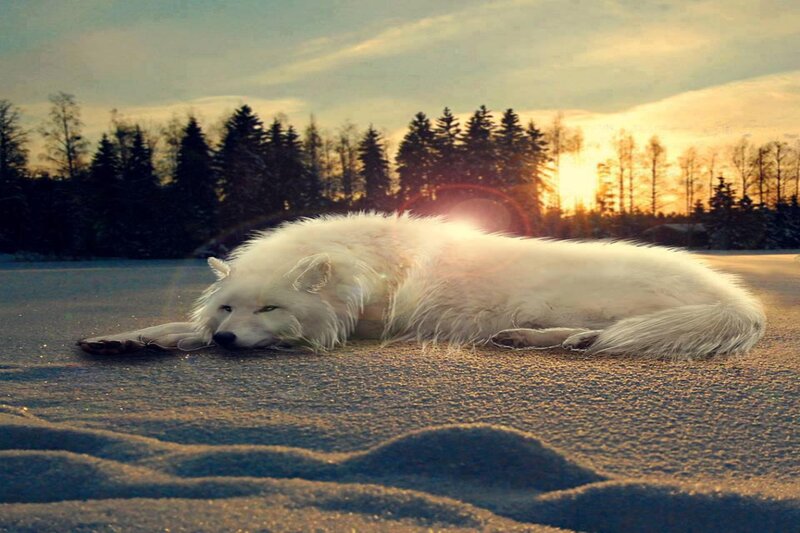 White Wolf Lying Down — Serene, Sunset