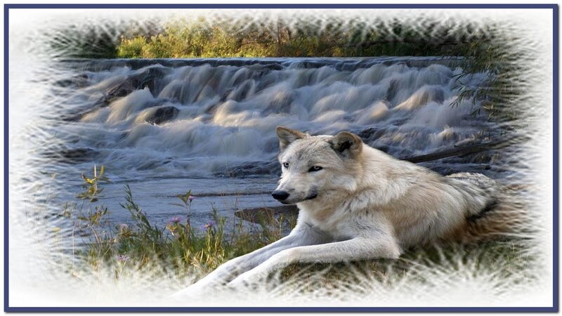 White Wolf Lying Down — Serene