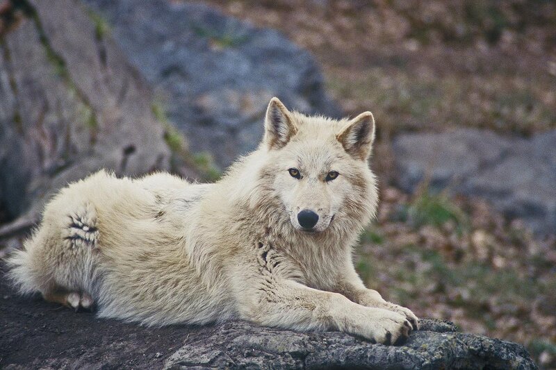White Wolf Lying Down