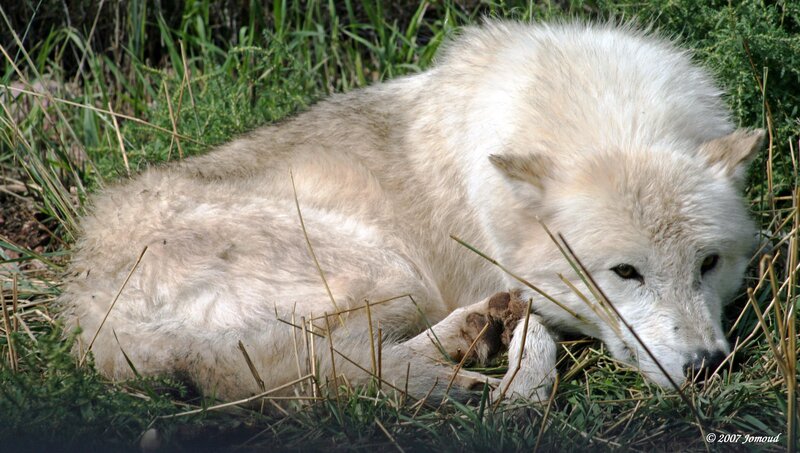 White Wolf Lying in Grass — Calm, Afternoon, Photograph