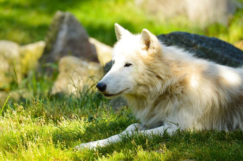 White Wolf Lying in Grass — Green