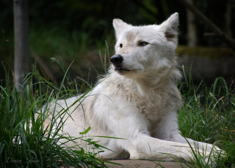 White Wolf Lying in Grass