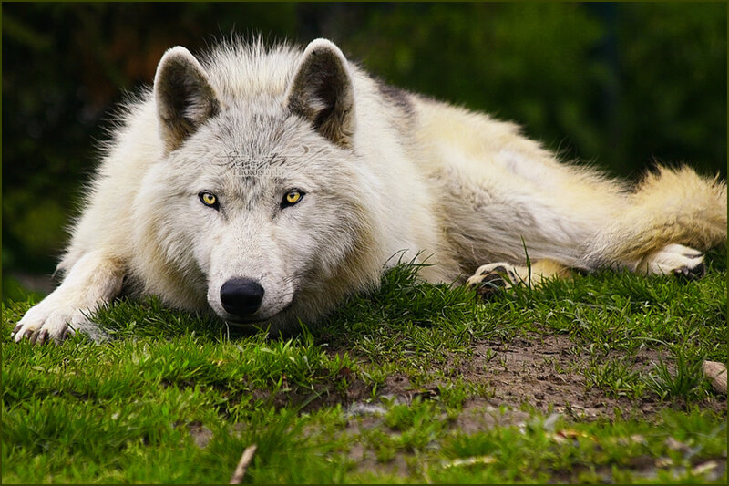 White Wolf Lying on Grass