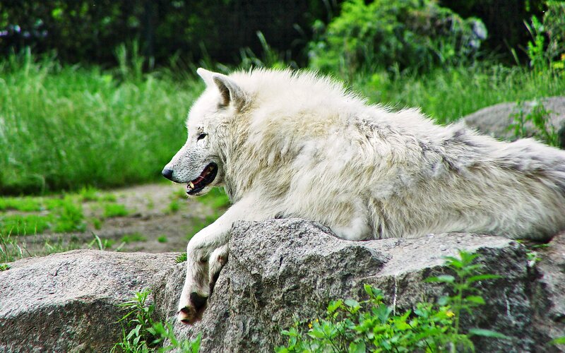 White Wolf Lying on Rock