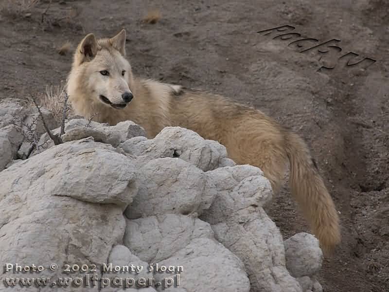White Wolf Lying on Rocks