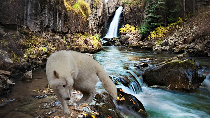 White Wolf Near River