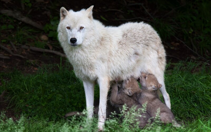 White Wolf Nursing Pups — Natural