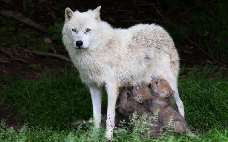 White Wolf Nursing Pups