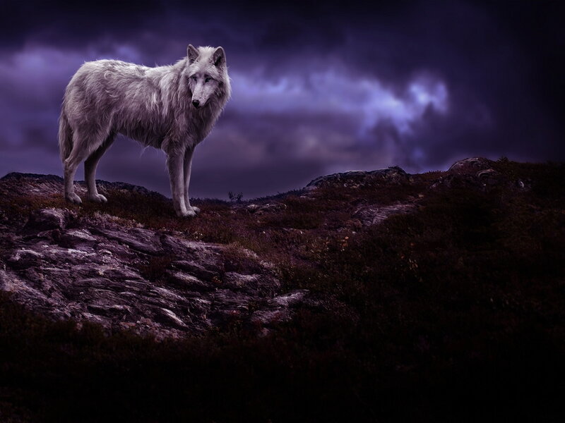 White Wolf on a Hill