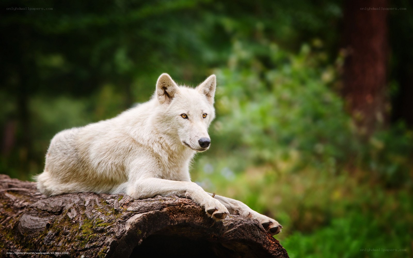White wolf on a log