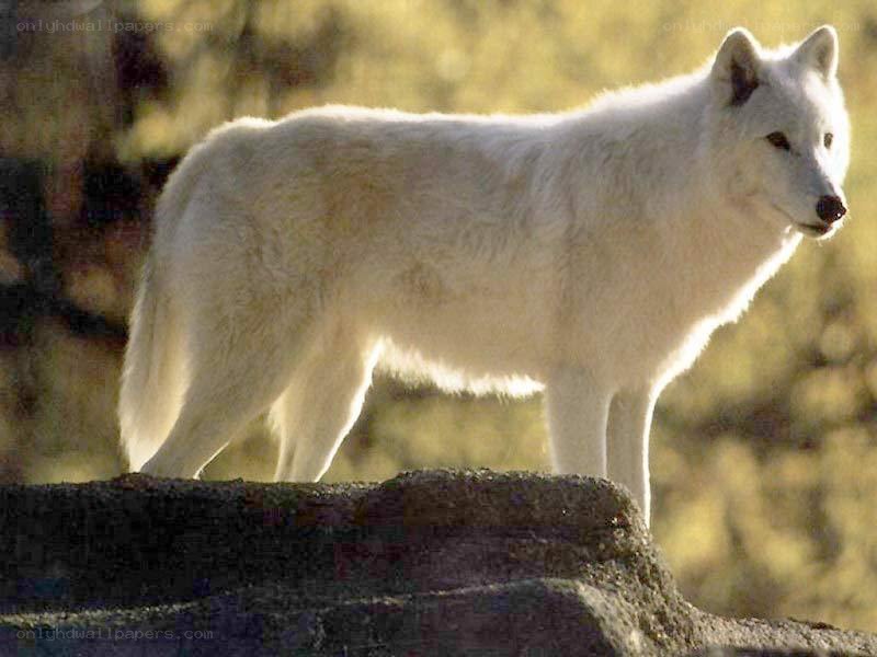 white wolf on a rock