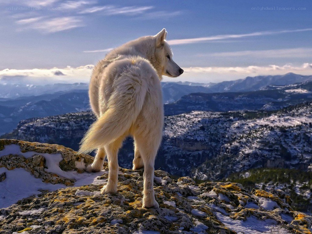 White wolf on a snowy cliff