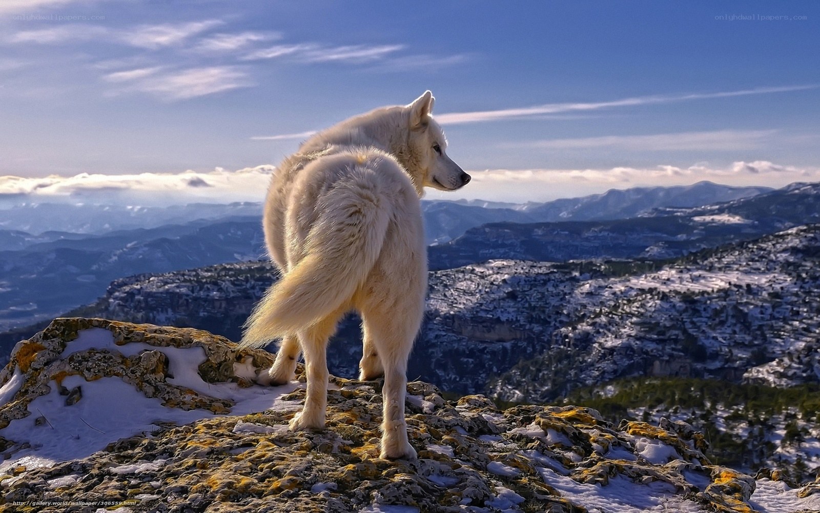White wolf on a snowy cliff