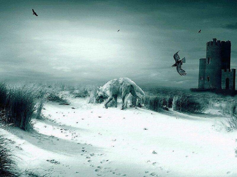 White Wolf on Beach — Gray