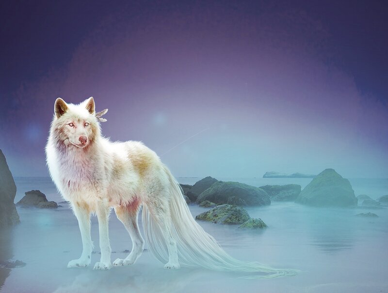 White Wolf on Beach — Purple