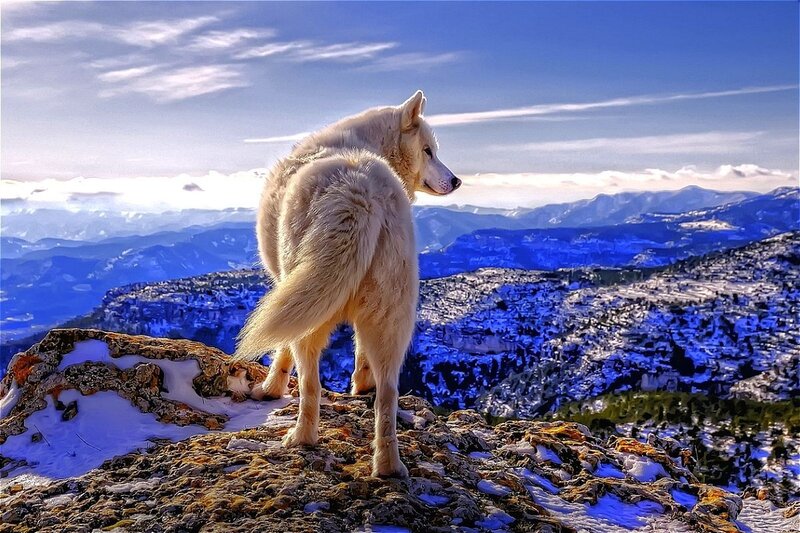 White Wolf on Cliff — Blue, Dramatic, Winter, Photograph