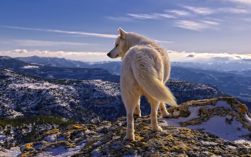 White Wolf on Cliff — Blue, Serene