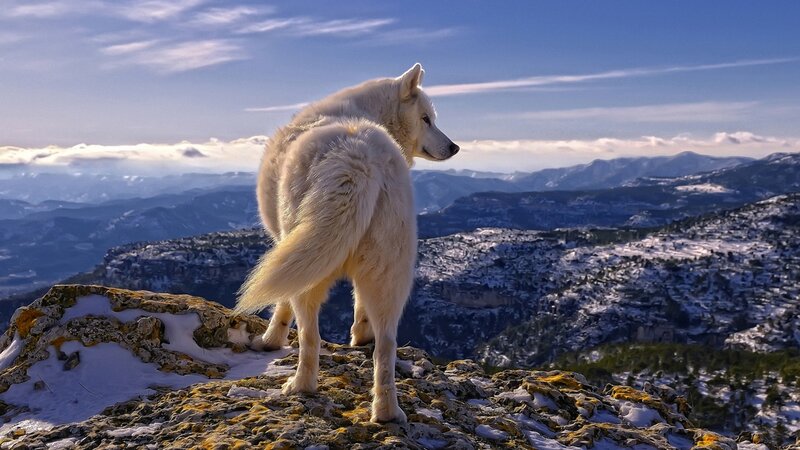 White Wolf on Cliff — Blue, Serene, Winter