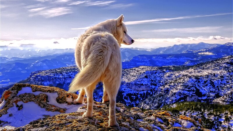 White Wolf on Cliff — Blue