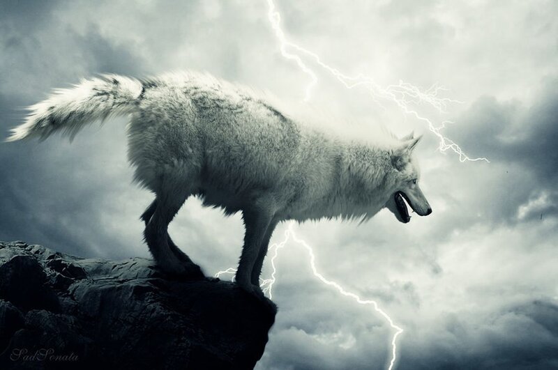 White Wolf on Cliff — Gray