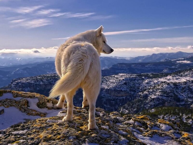 White Wolf on Cliff — Serene, Winter, Photograph, Mountains, Snow