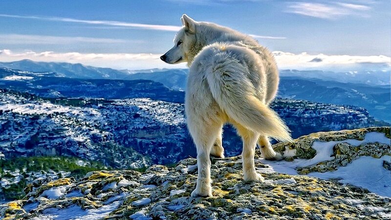 White Wolf on Cliff — Serene, Winter, Photograph, Mountains