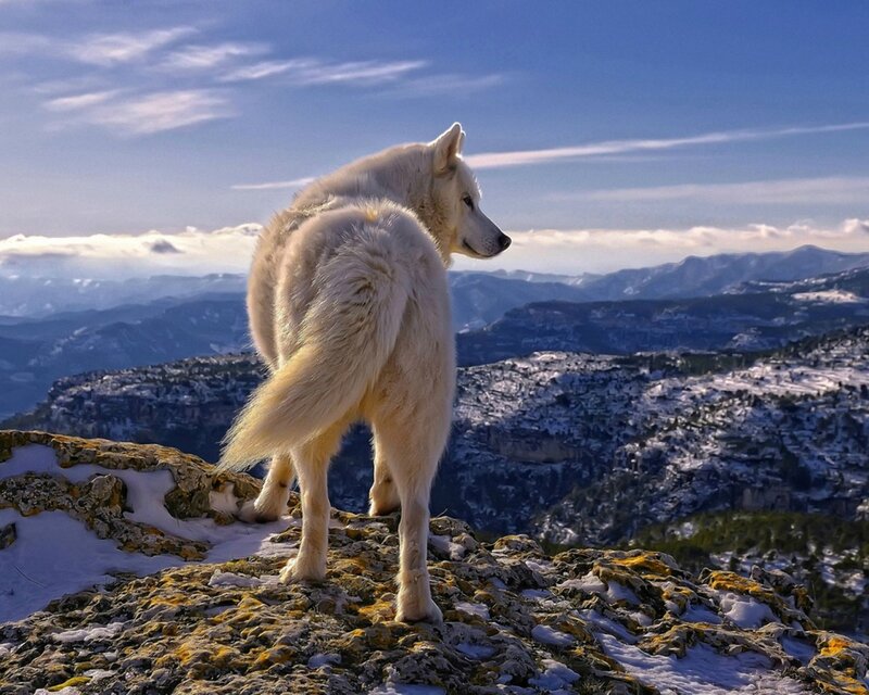 White Wolf on Cliff — Serene, Winter, Photograph