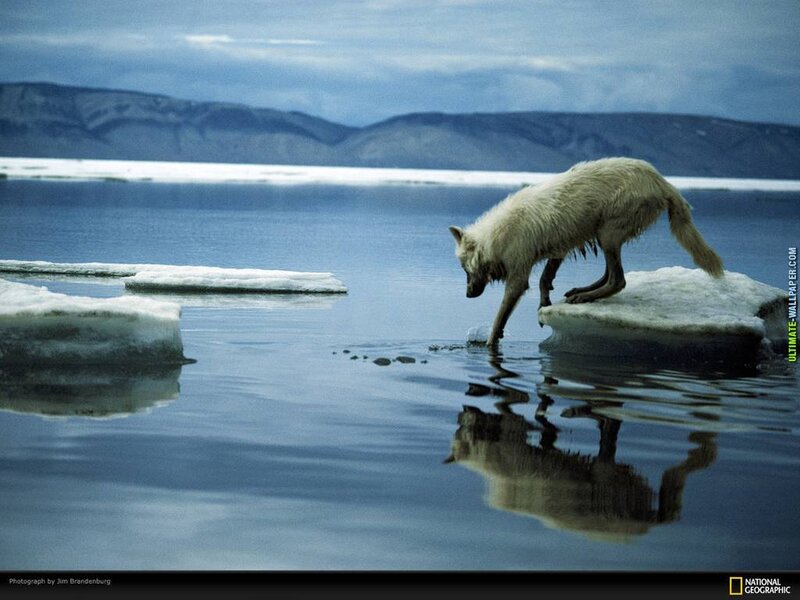 White Wolf on Ice — Blue, Cold