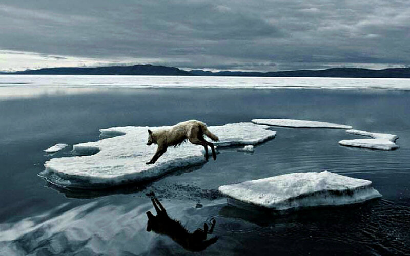 White Wolf on Ice — Gray