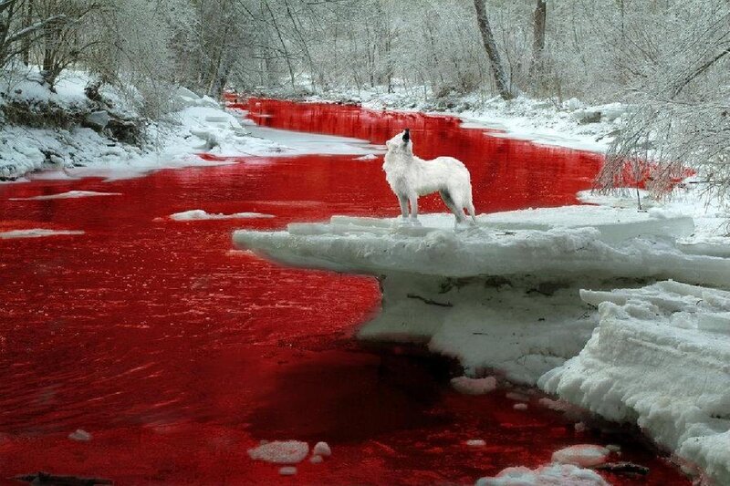 White Wolf on Ice — Red