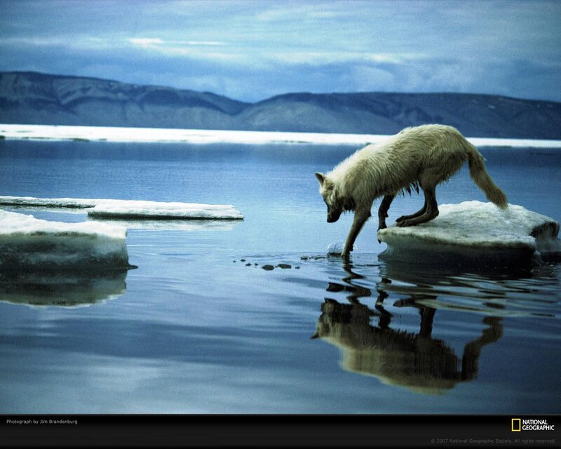 White Wolf on Ice