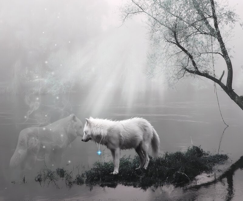 White Wolf on Island
