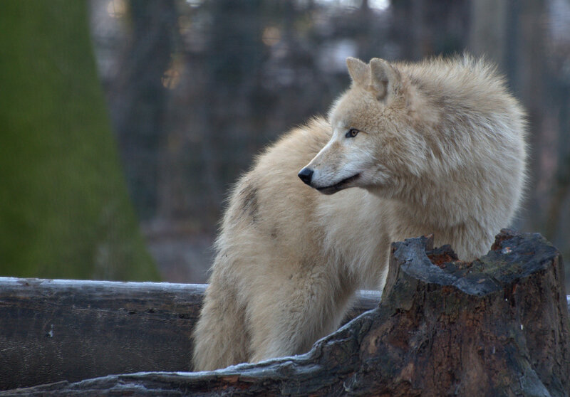 White Wolf on Log — Calm, Photograph