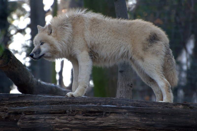 White Wolf on Log — Natural, Afternoon
