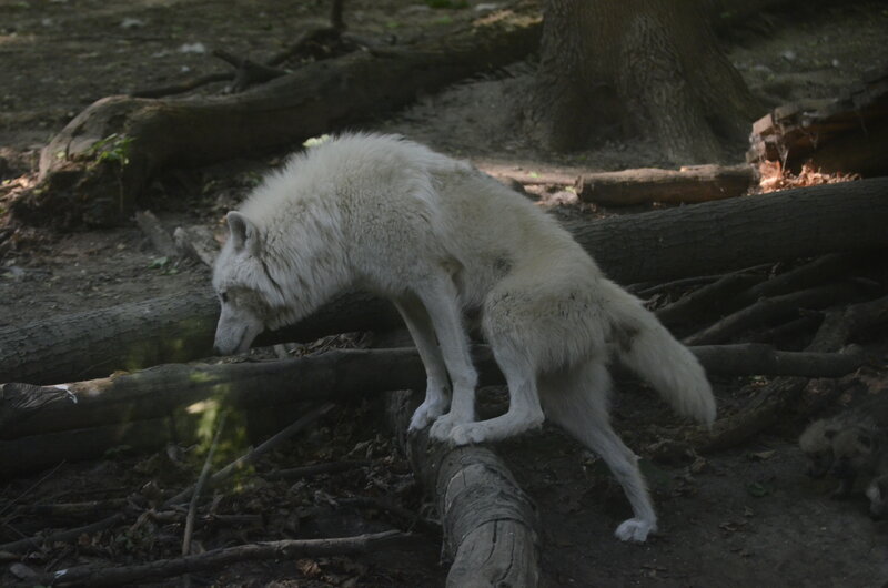 White Wolf on Log — Natural