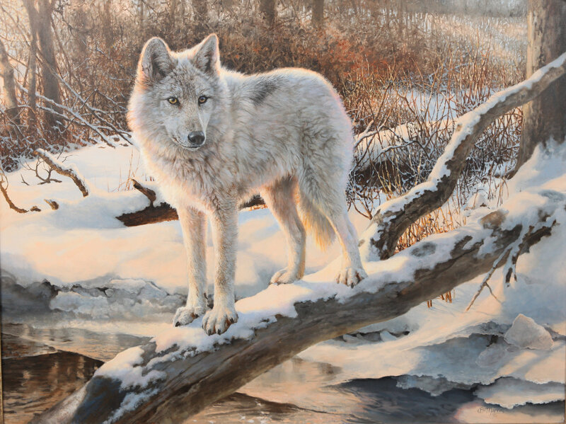 White Wolf on Log — Serene