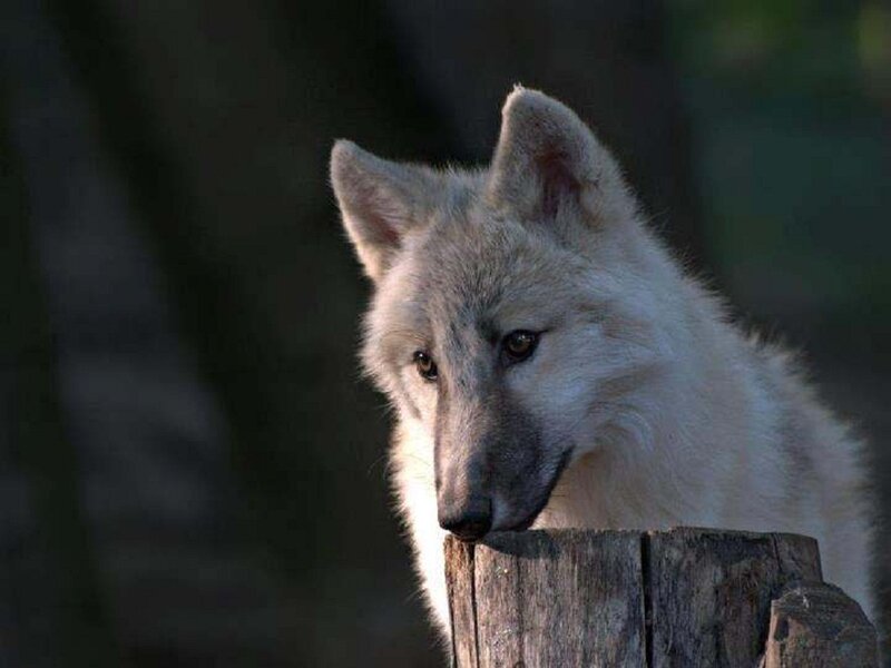 White Wolf on Log — Serious