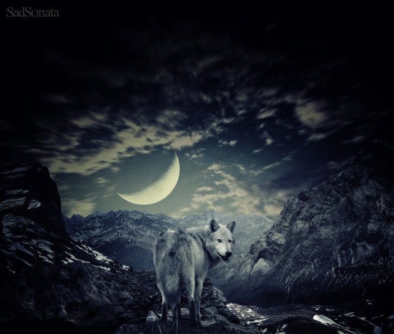 White Wolf on Mountain — Black