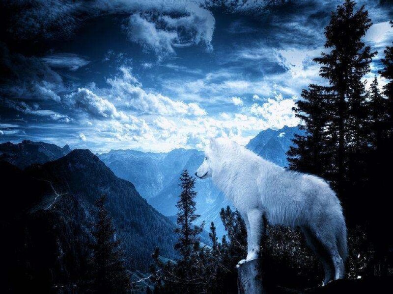 White Wolf on Mountain — Blue