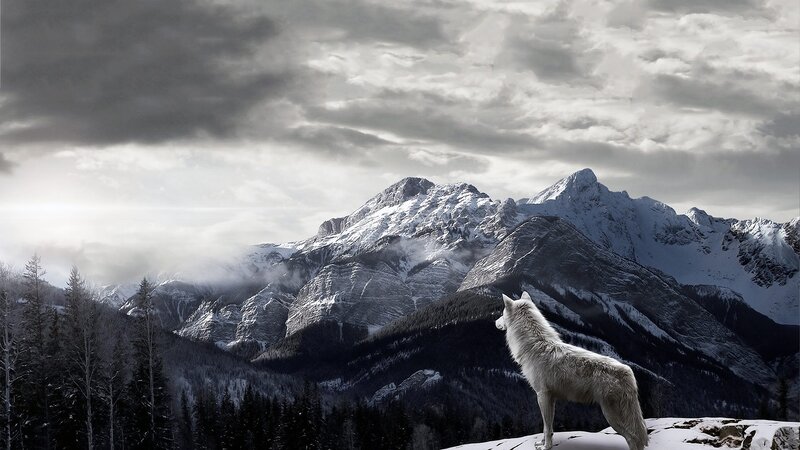 White Wolf on Mountain — Dramatic