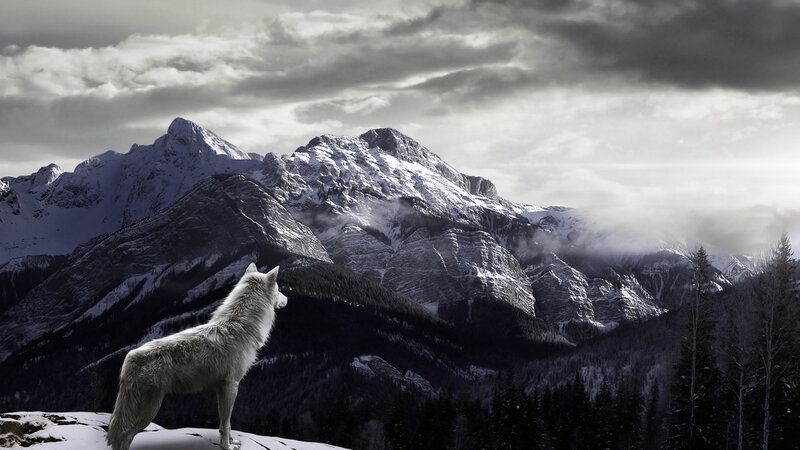 White Wolf on Mountain — Gray, Dramatic