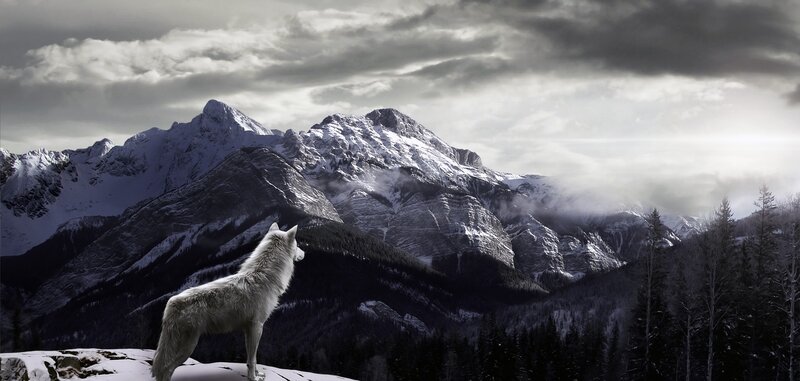 White Wolf on Mountain — Gray, Dramatic, Winter, Digital Art, Mountains