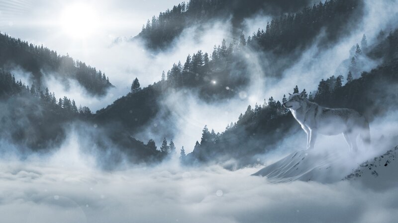 White Wolf on Mountain — Gray, Dramatic, Winter, Digital Art