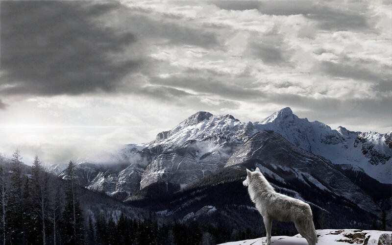 White Wolf on Mountain — Gray, Dramatic, Winter, Photograph