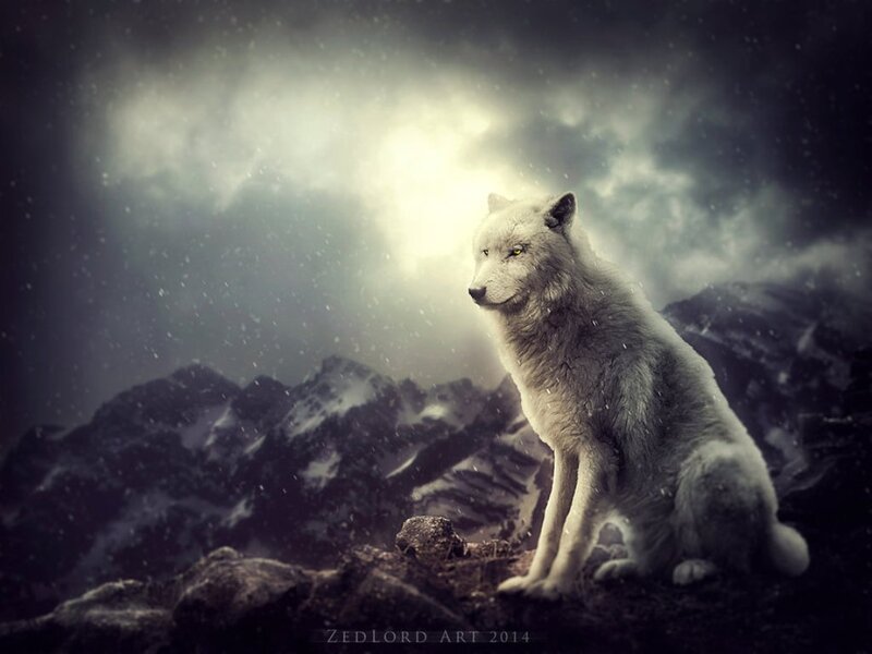 White Wolf on Mountain — Gray, Dramatic, Winter